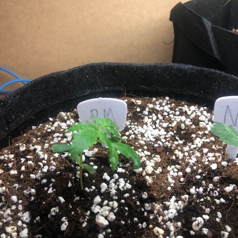 Bluematic growlog timeline photo