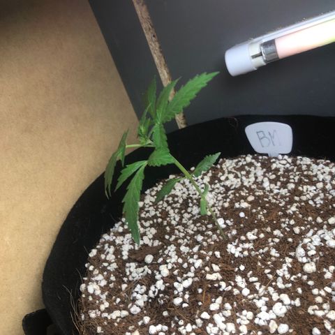 Bluematic growlog timeline photo