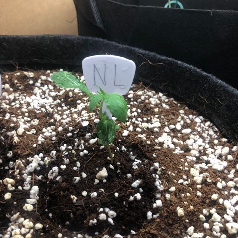 Northern Lights growlog timeline photo