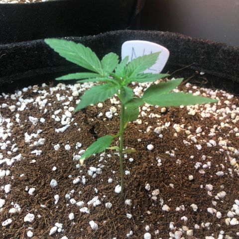 Northern Lights growlog timeline photo
