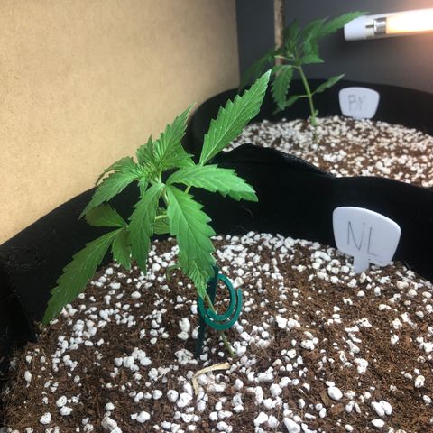 Northern Lights growlog timeline photo