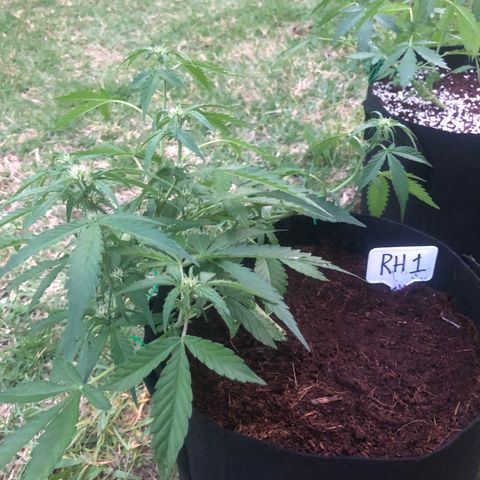 Royal Haze (2) growlog timeline photo
