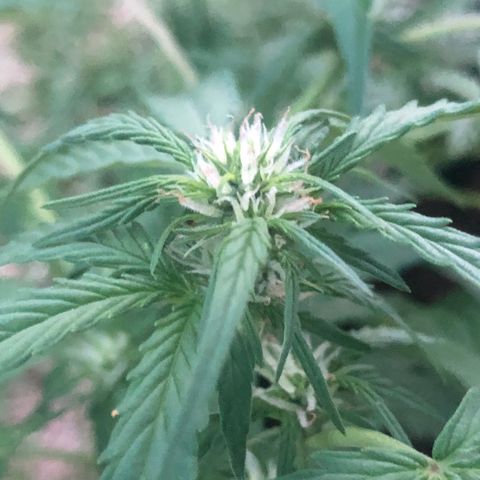 Royal Haze (2) growlog timeline photo