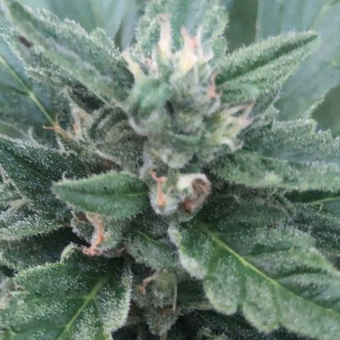 Cheese Auto #2 growlog timeline photo