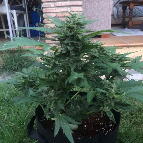 Cheese Auto #2 growlog timeline photo