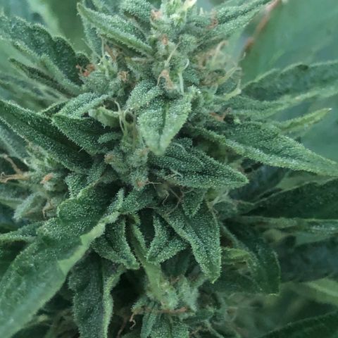 Cheese Auto #1 growlog timeline photo
