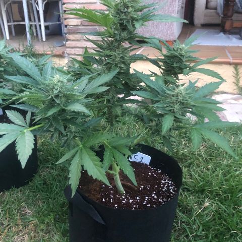 Cheese Auto #1 growlog timeline photo