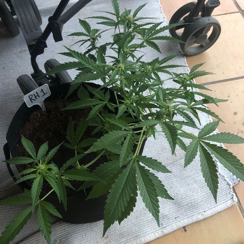 Royal Haze (2) growlog timeline photo