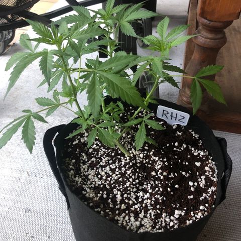 Royal Haze (2) growlog timeline photo