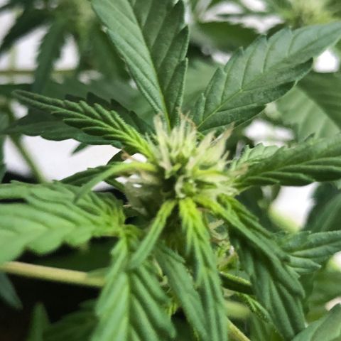 Royal Haze (2) growlog timeline photo