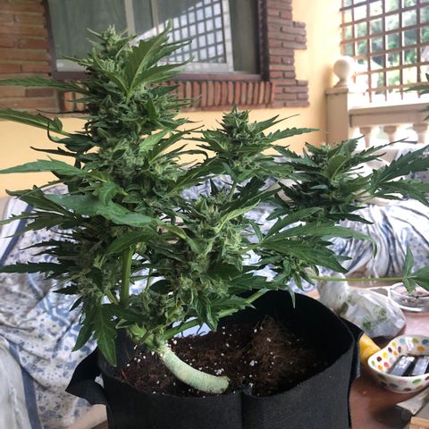 Cheese Auto #2 growlog timeline photo