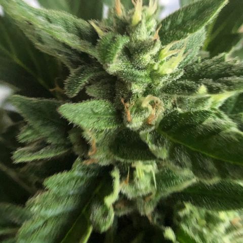 Cheese Auto #2 growlog timeline photo