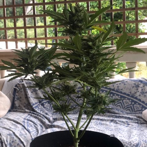 Cheese Auto #1 growlog timeline photo