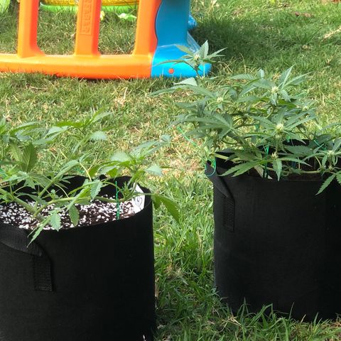 Royal Haze (2) growlog timeline photo