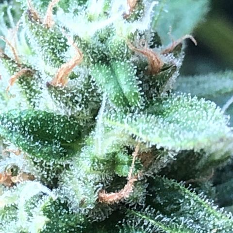Cheese Auto #2 growlog timeline photo