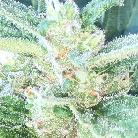 Cheese Auto #2 growlog timeline photo