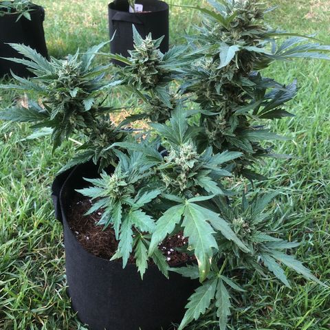 Cheese Auto #2 growlog timeline photo