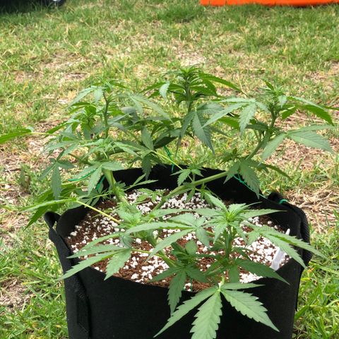 Royal Haze (2) growlog timeline photo