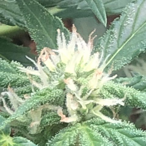 Royal Haze (2) growlog timeline photo