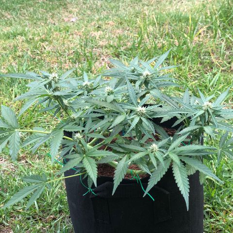 Royal Haze (2) growlog timeline photo