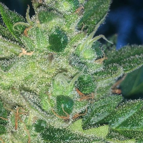 Cheese Auto #2 growlog timeline photo