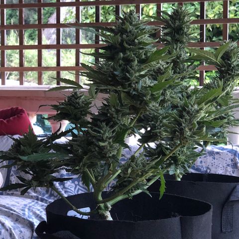 Cheese Auto #2 growlog timeline photo