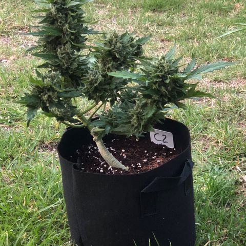 Cheese Auto #2 growlog timeline photo