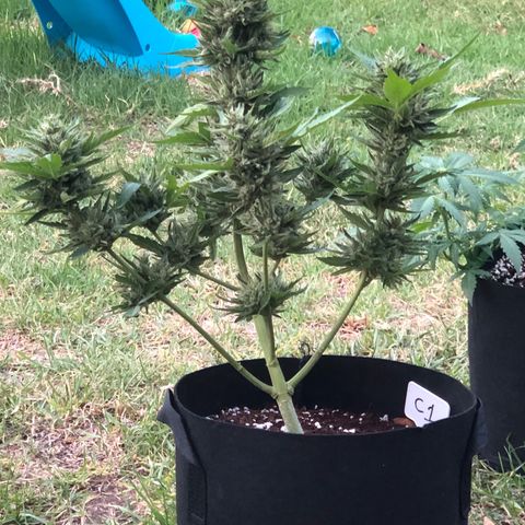 Cheese Auto #1 growlog timeline photo