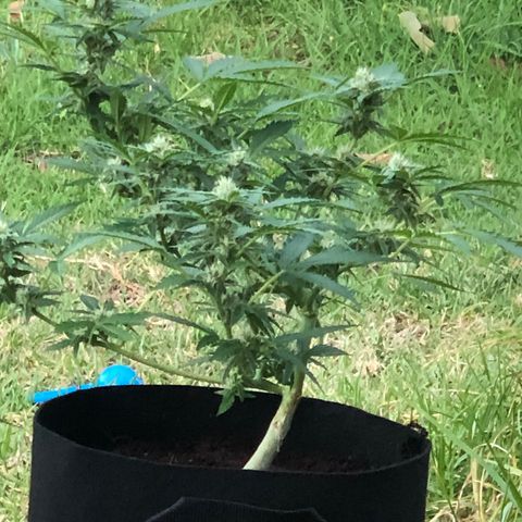 Royal Haze (2) growlog timeline photo