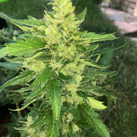 Cheese Auto #2 growlog timeline photo