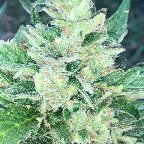 Cheese Auto #2 growlog timeline photo