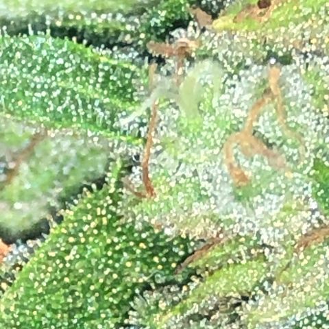 Cheese Auto #1 growlog timeline photo