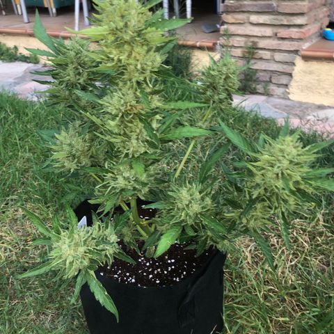 Cheese Auto #1 growlog timeline photo