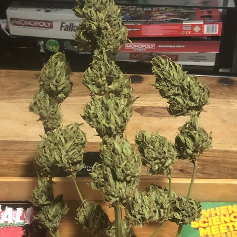 Cheese Auto #1 growlog timeline photo