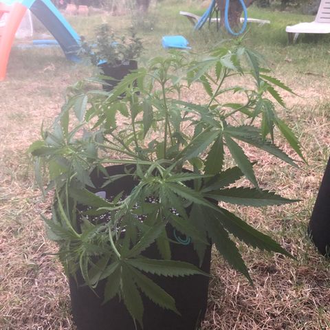Northern Lights growlog timeline photo