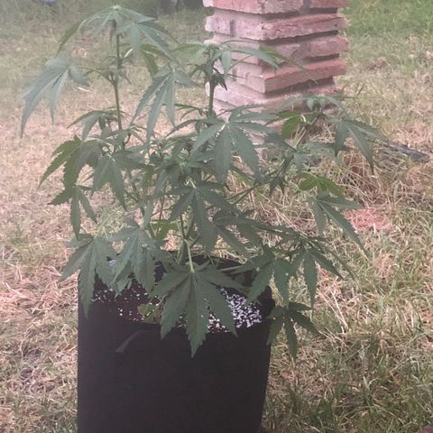 Bluematic growlog timeline photo