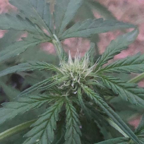 Bluematic growlog timeline photo