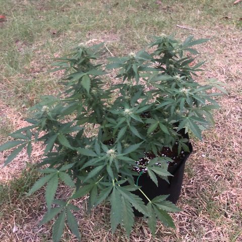 Royal Haze (2) growlog timeline photo