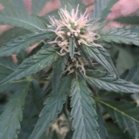 Royal Haze (2) growlog timeline photo