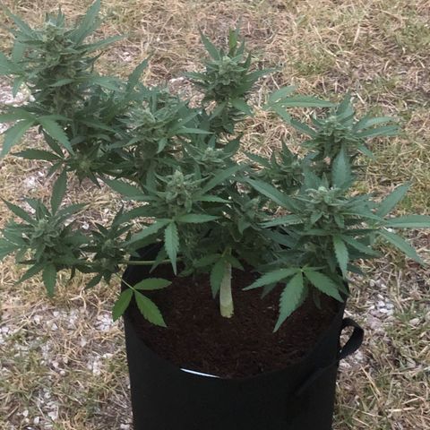 Royal Haze (2) growlog timeline photo