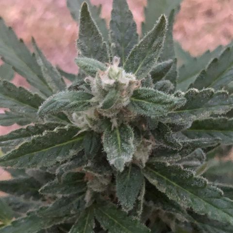 Royal Haze (2) growlog timeline photo