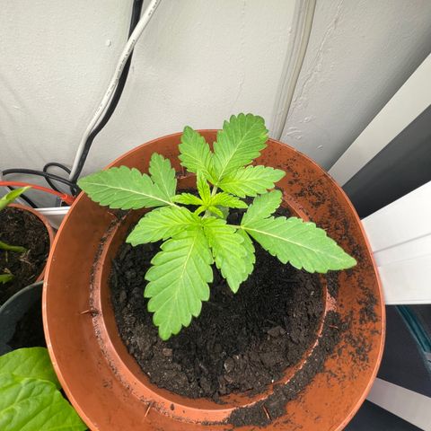 Sami growlog timeline photo