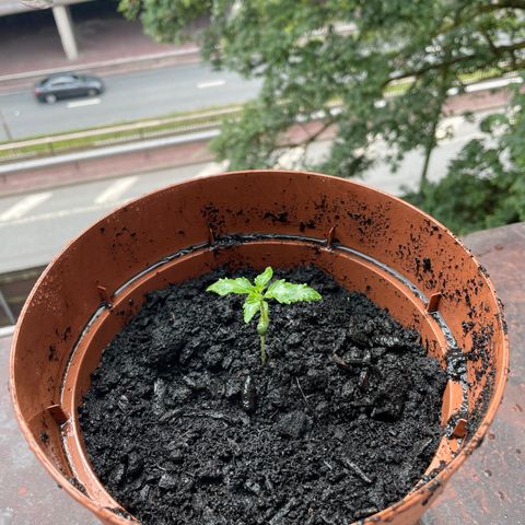 Sami growlog timeline photo