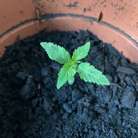 Sami growlog timeline photo