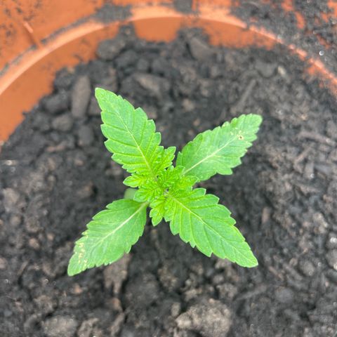 Sami growlog timeline photo