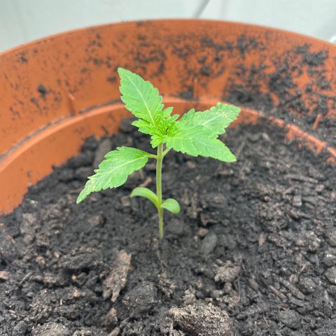 Sami growlog timeline photo