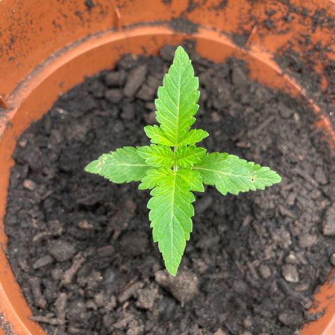 Sami growlog timeline photo