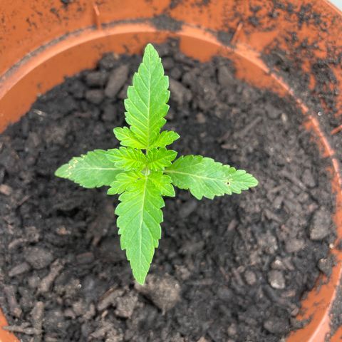 Sami growlog timeline photo