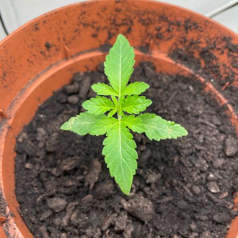 Sami growlog timeline photo
