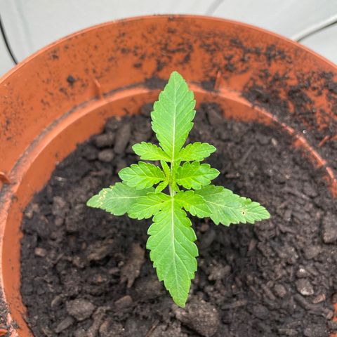 Sami growlog timeline photo